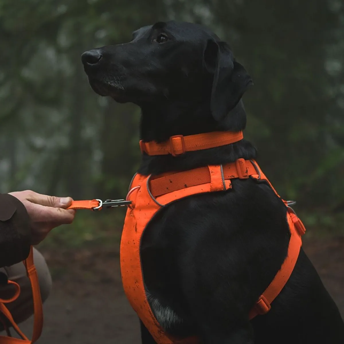 RuffWear Koiran Valjaat*Front Range valjaat, Blaze Orange