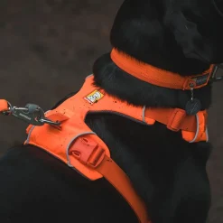 RuffWear Koiran Valjaat*Front Range valjaat, Blaze Orange
