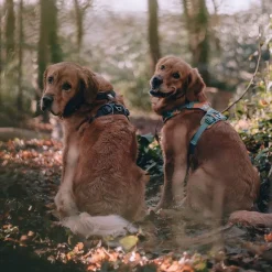 RuffWear Koiran Valjaat*Front Range valjas, Moonlight Mountains