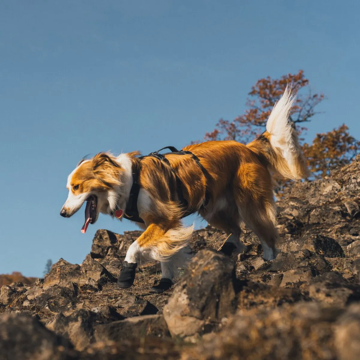 RuffWear Koiran Vaatteet|Koiran Tossut*Ridgeline -koiran kengät