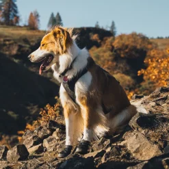 RuffWear Koiran Vaatteet|Koiran Tossut*Ridgeline -koiran kengät