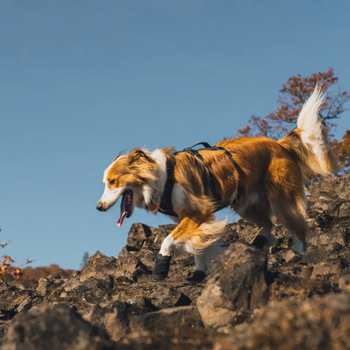 RuffWear Koiran Vaatteet|Koiran Tossut*Ridgeline -koiran kengät