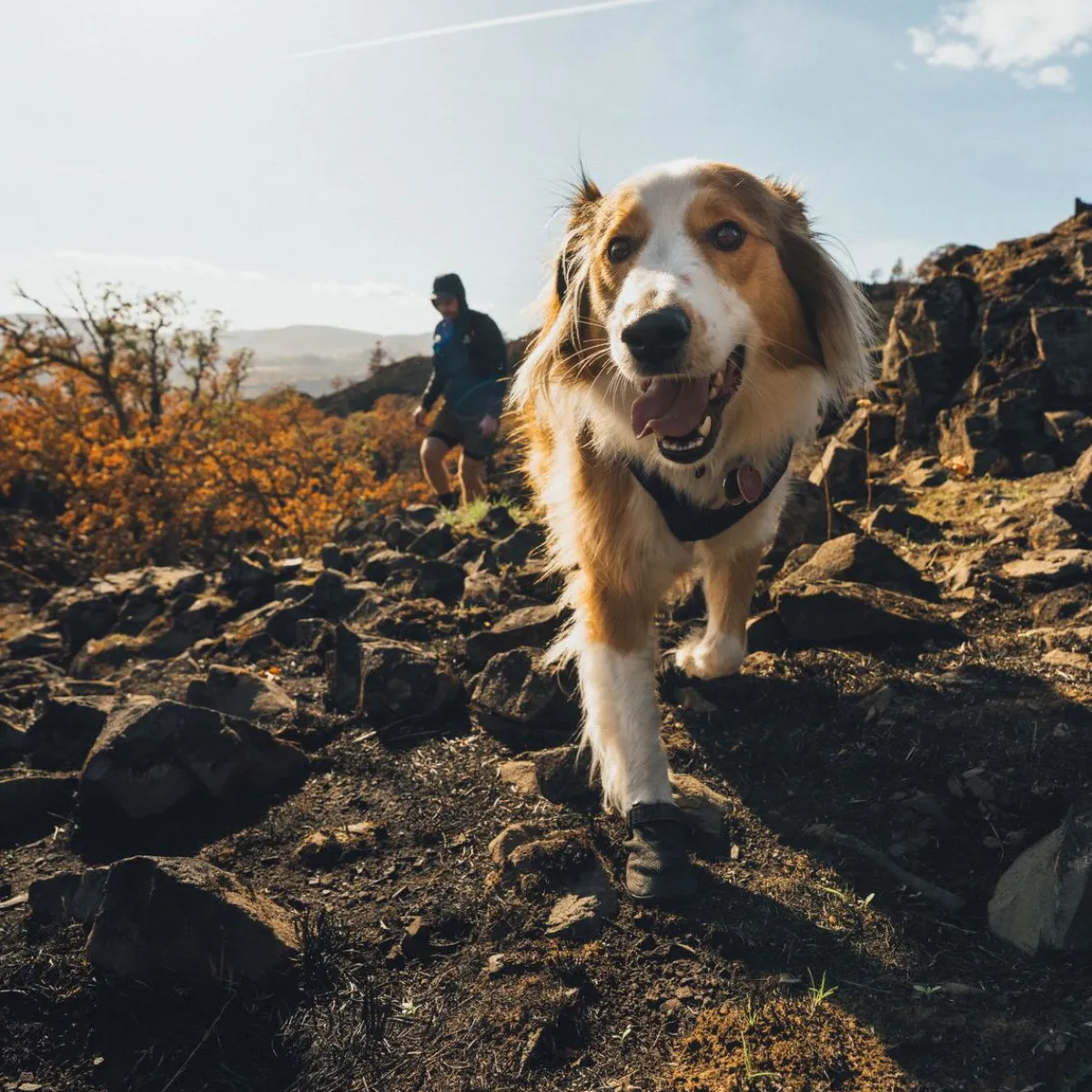 RuffWear Koiran Vaatteet|Koiran Tossut*Ridgeline -koiran kengät