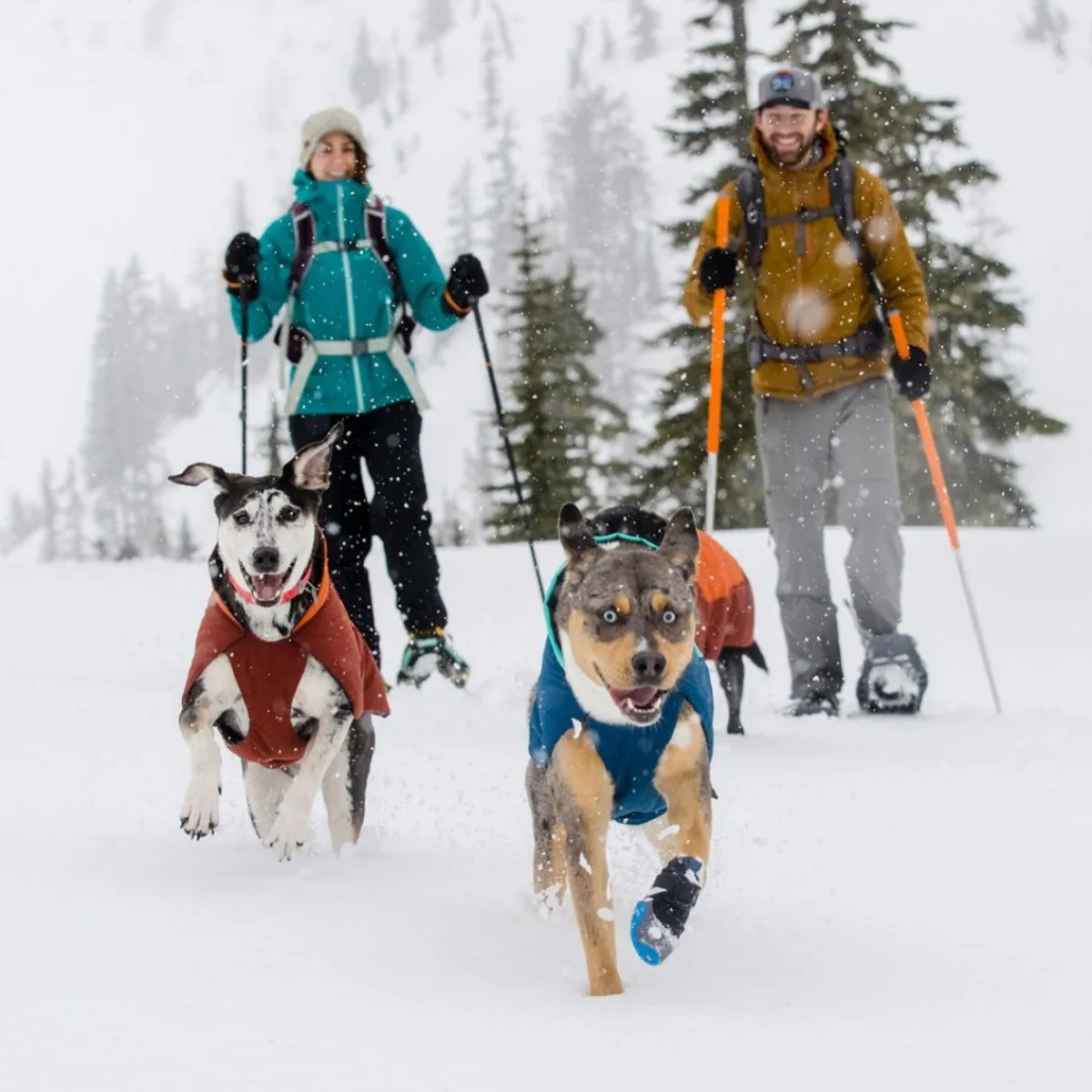 RuffWear Koiran Vaatteet|Koiran Talvitakit*Vert koiran talvitakki, sininen
