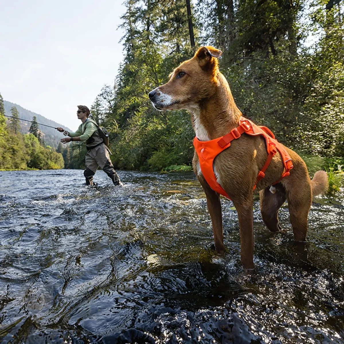 RuffWear Koiran Valjaat*Web Master valjaat koiralle, Blaze Orange