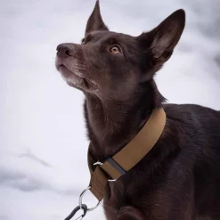 Salmiakkitassu Koiran Pannat*puolikiristävä panta, kojootti