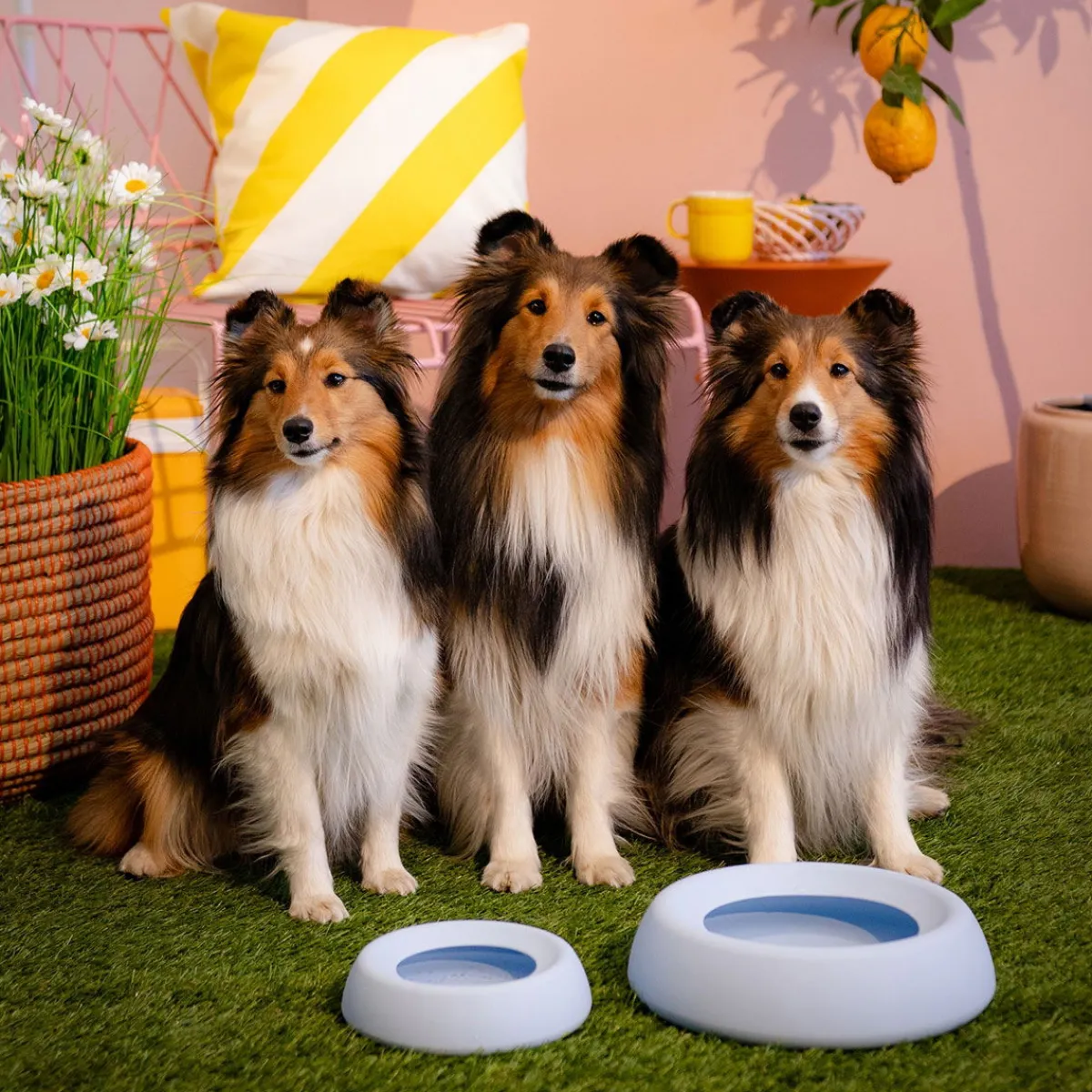 Little&Bigger Koiranpennun Ruokailu|Matkustaminen*Silikoninen matkakuppi Voyage no-spill