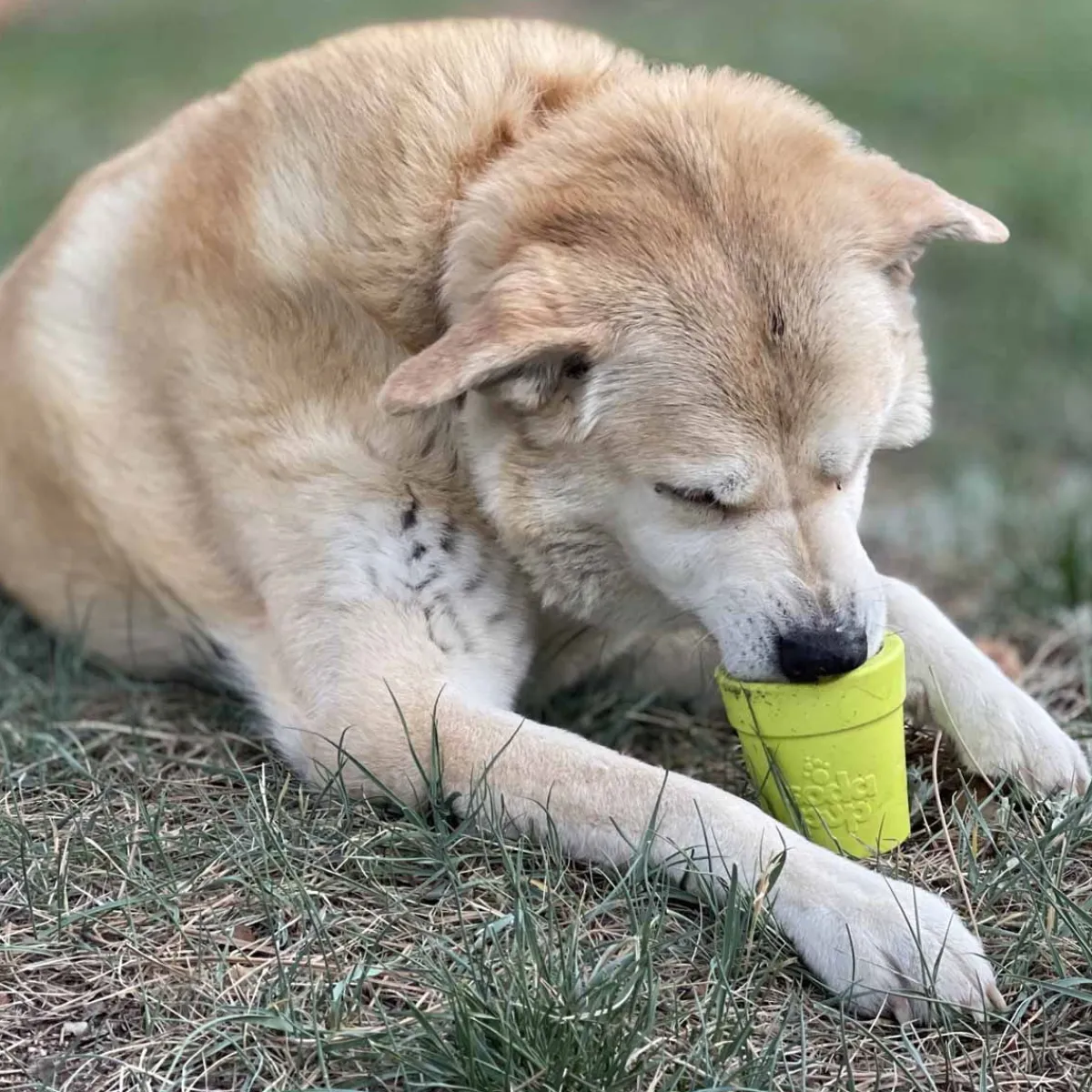 SodaPup Ahmimisenestokupit Ja Nuolumatot|Koiran Aktivointilelut Ja -Pelit*Flower Pot