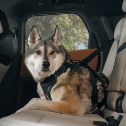 Thule Häkit|Turvavyöt, -Valjaat Ja Autoistuimet*Cappy -autovaljaat