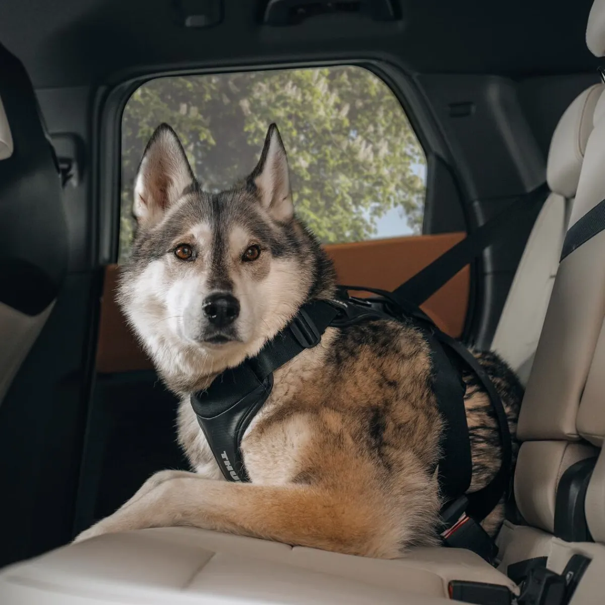 Thule Häkit|Turvavyöt, -Valjaat Ja Autoistuimet*Cappy -autovaljaat