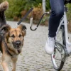 Trixie Häkit|Pyöräkorit*koiran juoksutin polkupyörään