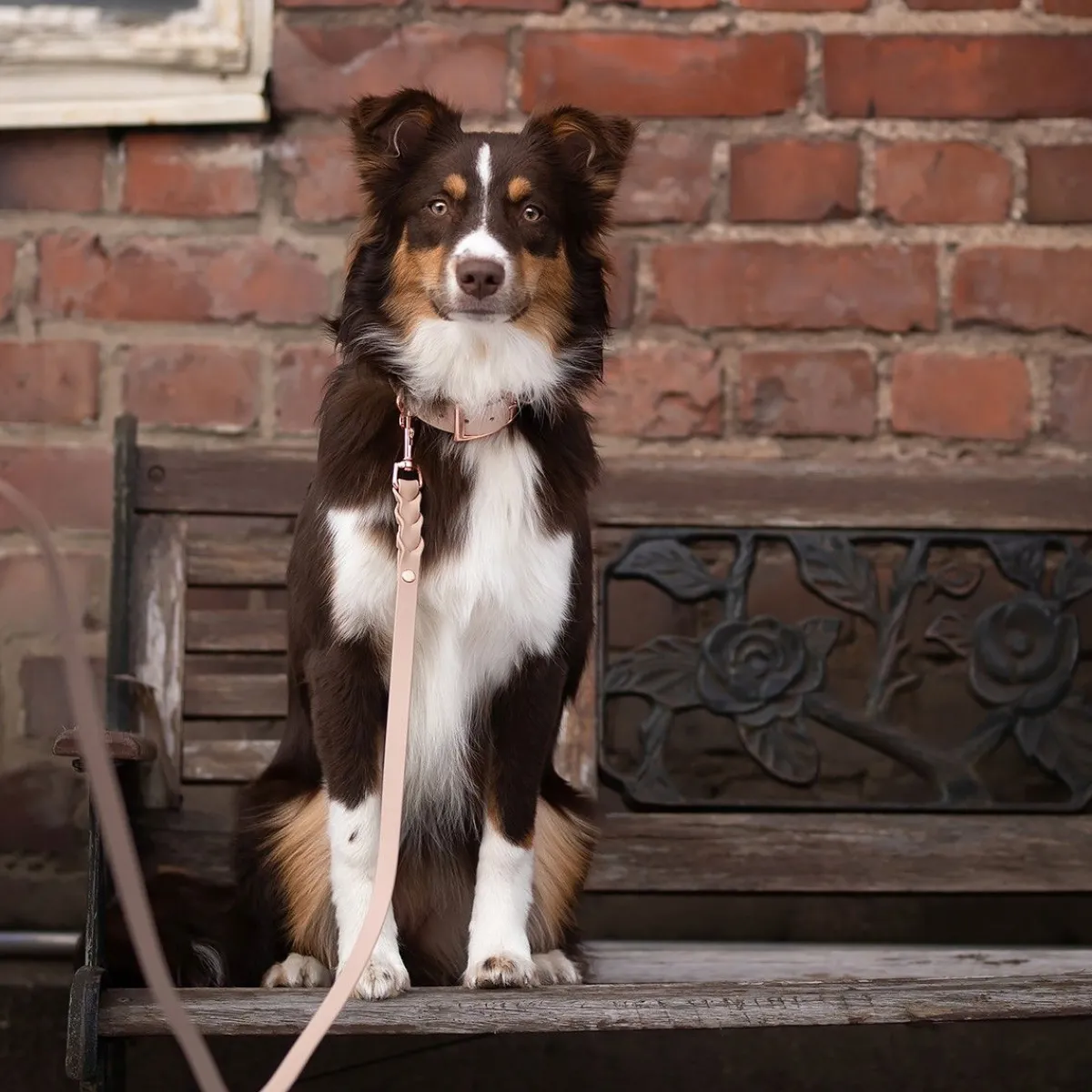 Tyylivoitto Koiran Hihnat Ja Flexit*Braid hihna, nude/ruusukulta 200cm