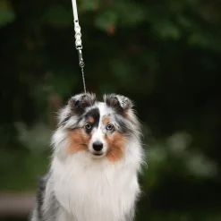 Tyylivoitto Koiran Hihnat Ja Flexit*Braid näyttelytalutin koiralle, valkoinen