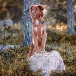 Woolly Wolf Koiran Valjaat*Alpha 360 valjas, Terracotta Mix