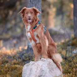 Woolly Wolf Koiran Valjaat*Alpha 360 valjas, Terracotta Mix