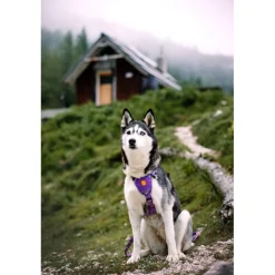 Woolly Wolf Koiran Valjaat*Northern Lights valjaat