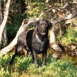 Woolly Wolf Koiran Valjaat*Roam y-valjas, Black Ripple