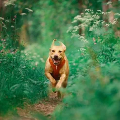 Woolly Wolf Koiran Valjaat*Y-valjaat koiralle Roam, Terracotta Ripple