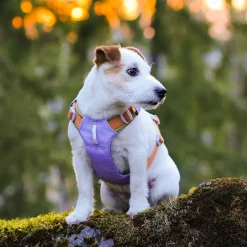 Woolly Wolf Koiran Valjaat*Y-valjaat Alpha 360, Lavender Mix