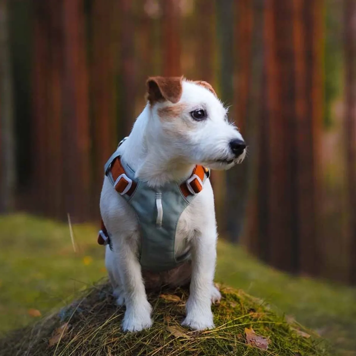 Woolly Wolf Koiran Valjaat*Y-valjas Alpha 360, Glacier Green Mix